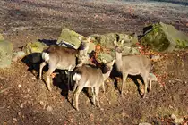 Rothirsche in Tambach am 30.12.2016.