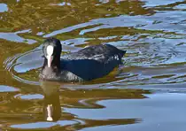 Bl�sshuhn im Freizeitpark Rheinbach 16.10.2016