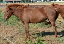 Pferde auf einer Weide in Eu-Wi�kirchen - 15.09.2016