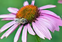 Biene auf einer Gartenbl�te - 30.07.2016