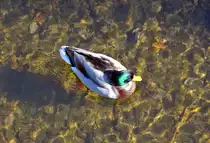 Stockente in der Ahr bei Bad Neuenahr - 30.10.2016