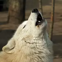 Polarwolf (Kanadischer Wolf)