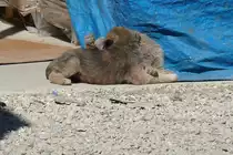 Die zwei jungen Stra�enhunde bilden ein unentwirrbares Fellkn�uel in Ineg�l, T�rkei, 3.4.2016