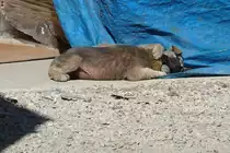 Nach dem Spielen erst mal wieder in der Fr�hl�ingssonne baden - Stra�enhund in Ineg�l, T�rkei, 3.4.2016