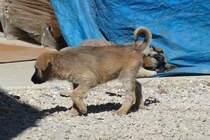 Zwei junge Straenhunde in Inegl, Trkei, 3.4.2016