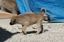 Zwei junge Stra�enhunde in Ineg�l, T�rkei, 3.4.2016