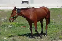 Dieses sch�nes Pferd grast auf einer Wiese in Ineg�l, T�rkei, 3.4.2016