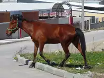 Mit Zaumzeug aber ohne Leine trabt das Pferd auf die Stra�e, auf der zum Gl�ck kaum Verkehr ist. 
Ineg�l, T�rkei, 3.4.2016