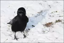 . Intelligenter Schwarzer Vogel -

Eine Rabenkr�he im Unteren Schlossgarten in Stuttgart.

18.01.2017 (M)