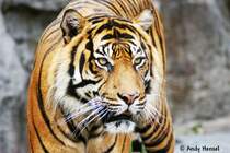 Sieht nicht gerade ungefhrlich aus. Sibirischer Tiger oder auch Amurtiger