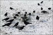 . Graugans, von Rabenkr�hen umringt -

21 Rabenkr�hen und eine Graugans. Irgendjemand muss hier Futter hingeworfen haben. Zun�chst konnte die Gans ganz unbehelligt zwischen den Kr�hen sitzen bleiben, bis die dann von einer Kr�he in die Schwanzfeder gepickt wurde und von ihrem Platz vertreiben wurde. Diese gab dann aber nicht gleich auf und kehrt wieder auf diesen Platz zur�ck. Die Kr�hen lie�en sich dies aber nicht gefallen und scheuchten sie abermals fort.

Stuttgart, Unterer Schlossgarten, 18.01.2017 (M)