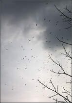 . Ein Schwarm ber Berlin-Kreuzberg -

Die Vogelkundler in unserer Familie haben die Vgel als Lachmven identifiziert.

28.02.2016 (M)