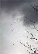 . Ein Schwarm �ber Berlin-Kreuzberg -

Die Vogelkundler in unserer Familie haben die V�gel als Lachm�ven identifiziert.

28.02.2016 (M)