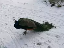 Pfau im Tierpark Greifswald am 08.01.2017