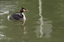 . Huckepack -

Ein Haubentaucher mit einem Jungen auf dem R�cken im Rotterdamer Hafen.

21.06.2016 (M)