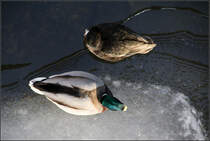 . Draufsicht -

Zwei Stockenten auf dem Kocher in Schwbisch Hall.

22.01.2017 (M)