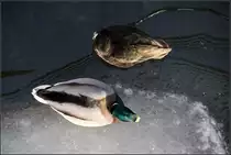 . Draufsicht -

Zwei Stockenten auf dem Kocher in Schw�bisch Hall.

22.01.2017 (M)