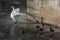 . Auch f�r Schw�ne und Enten ungewohnt -

... das Gehen auf dem Kocher.

Schw�bisch Hall, 22.01.2017 (M)