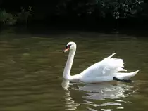 EIN SCHWAN AUF DER LAHN....
Elegant,wie es seinem Rang geb�hrt,gleitet dieser Schwan am 2.7.201 unterhalb des
Limburger Doms auf dem Fluss.Wer denkt da nicht sofort an das

weltber�hmte Musikst�ck aus dem  Karneval der Tiere .....