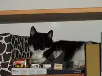 SCHLAFPLATZ EINER HAUSKATZE.....
Merkw�rdig bis unbegreiflich f�r alle Frauchen/Herrchen eines Stubentigers/
einer Kampfmieze ist die Wahl eines Ruhepl�tzchens,

wie hier im Modelleisenbahn-Regal am 12.6.2016.....