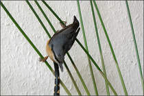 . Kleiber, kopfber am Papyrus -

Bei uns in der Wohnung.

11.10.2005 (J)