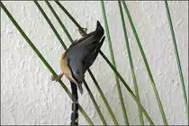 . Kleiber, kopf�ber am Papyrus -

Bei uns in der Wohnung.

11.10.2005 (J)