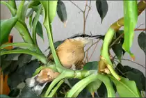 . Ein Kleiber zwischen Gr�n -

Bei uns in der Wohnung.

11.10.2005 (J)