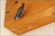 . Kopf�ber am Balken -

Ein Kleiber hatte sich da in unsere Wohnung verirrt.

11.10.2005 (J)