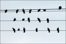 . Die, links oben lsst wohl etwas fallen -

Tauben auf Leitungskabeln in Waiblingen.

27.03.2008 (J)