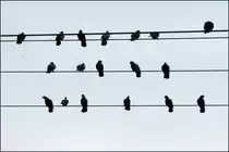 . Die, links oben l�sst wohl etwas fallen -

Tauben auf Leitungskabeln in Waiblingen.

27.03.2008 (J)