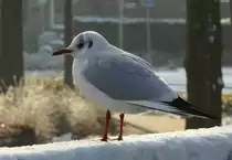 Eine Lachm�we (Larus ridibundus), wohl die bekannteste M�we in Deutschland.
Diese M�we zeigt ihr Wintergefieder. Markantes Merkmal ist der kaminrote Schnabel und die kaminroten F��e. Fotografiert auf einem Br�ckengel�nder am Ems-Vechte-Kanal im Januar 2017.