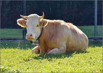 Alma ist die Schnste... Simmentaler Fleckvieh posierte extra fr mich in Burglauenen im Tal der Schwarzen Ltschine. Oktober 2016.