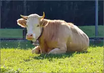 Alma ist die Sch�nste... Simmentaler Fleckvieh posierte extra f�r mich in Burglauenen im Tal der Schwarzen L�tschine. Oktober 2016.