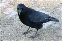 . Rabenkr�he -

Bei den Berger Sprudlern in Stuttgart. Dort kann man den Kr�hen sehr nahe kommen.

26.01.2016 (M)