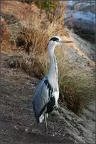 . Gestreckter Hals -

Ein Graureiher in Stuttgart bei den Berger Sprudlern.

26.01.2017 (M)