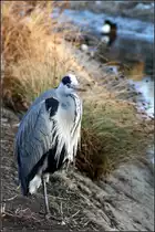 . 'Eingezogener' Hals -

Der Graureiher an den Berger Sprudlern in Stuttgart.

26.01.2017 (M)