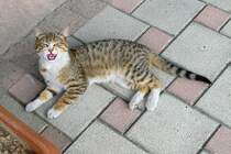 Junge Hauskatze in Adapazari, 24.4.2016