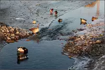 . Eis und Wintersonnenlicht -

Stockenten und Graug�nse bei den Berger Sprudlern in Stuttgart.

26.01.2017 (M)