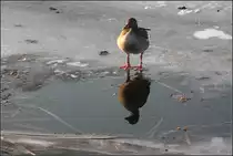 . Auf dem Eis -

Eine Graugans bei den Berger Sprudlern in Stuttgart.

26.01.2017 (M)