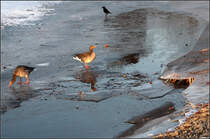 . Zugefroren -

Graugnse und eine Rabenkrhe auf dem Eis eines zugefrorenen Teiches bei den Berger Sprudlern in Stuttgart.

26.01.2017 (M)