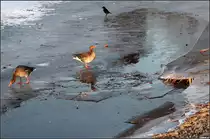 . Zugefroren -

Graug�nse und eine Rabenkr�he auf dem Eis eines zugefrorenen Teiches bei den Berger Sprudlern in Stuttgart.

26.01.2017 (M)