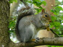 Ein Eichhrnchen (Sciurus vulgaris) bei der Futteraufnahme. Gesehen im Stadtpark in Nordhorn, Juni 2016.