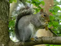 Ein Eichh�rnchen (Sciurus vulgaris) bei der Futteraufnahme. Gesehen im Stadtpark in Nordhorn, Juni 2016.