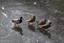 . Stockenten auf Eis -

Auf dem Kocher in Schw�bisch Hall.

22.01.2017 (M)