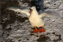 . Hausgans -

Schw�bisch Hall, 22.01.2017 (M)