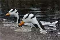 . Blick �ber die Mauer -

Zwei Streifeng�nse auf dem Stuttgarter Killesberg.

01.03.2015 (M)