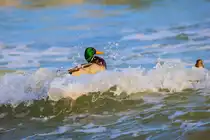 Wellenreitende Stockente auf der Ostsee. - 02.02.2017