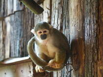 Totenkopfffchen im Zoo von Thoiry, Frankreich (15.07.2016)