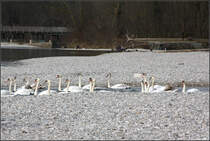 . An der Isar -

Schwne in Mnchen.

17.03.2015 (M)