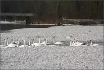 . An der Isar -

Schw�ne in M�nchen.

17.03.2015 (M)